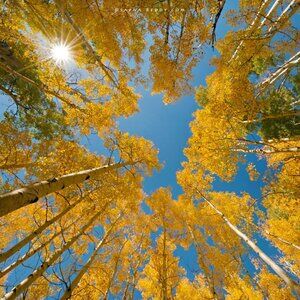 Aspen Gold